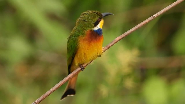 Blue-breasted Bee-eater - ML632651433