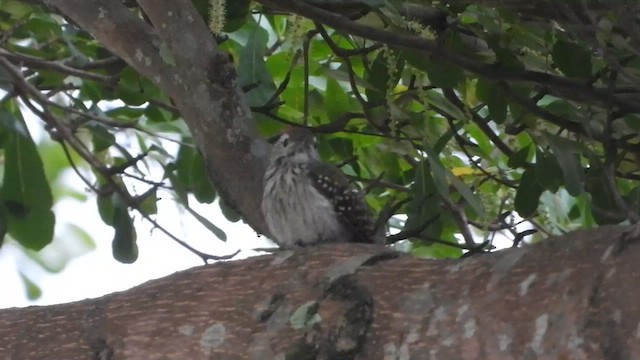 Cardinal Woodpecker - ML632651437