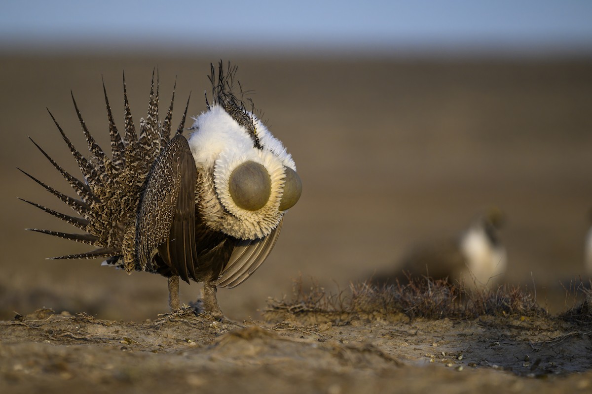 Greater Sage-Grouse - ML632651636