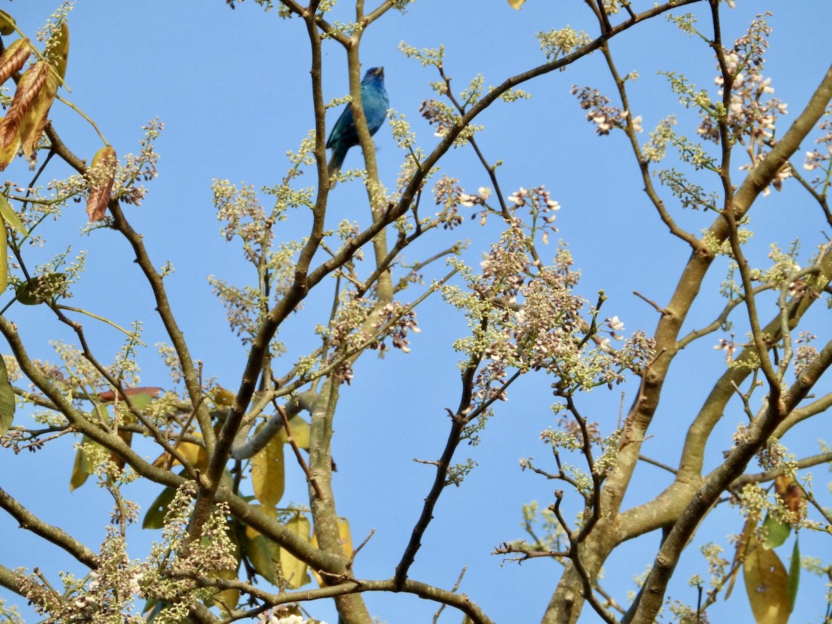 Indigo Bunting - ML632651697