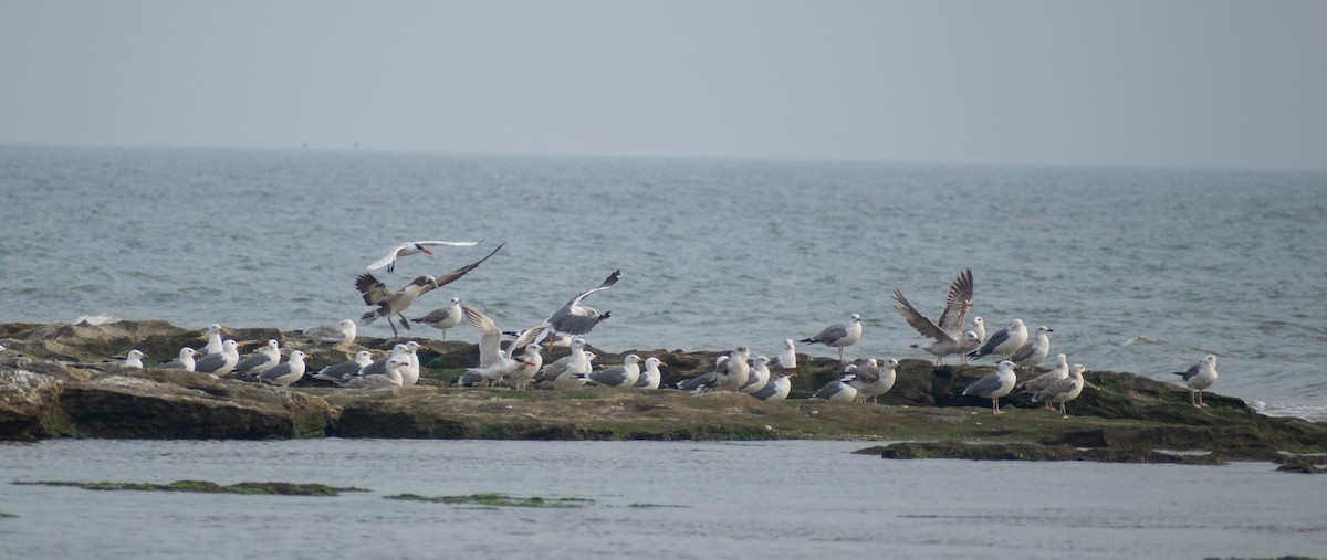 Lesser Black-backed Gull - ML632651698
