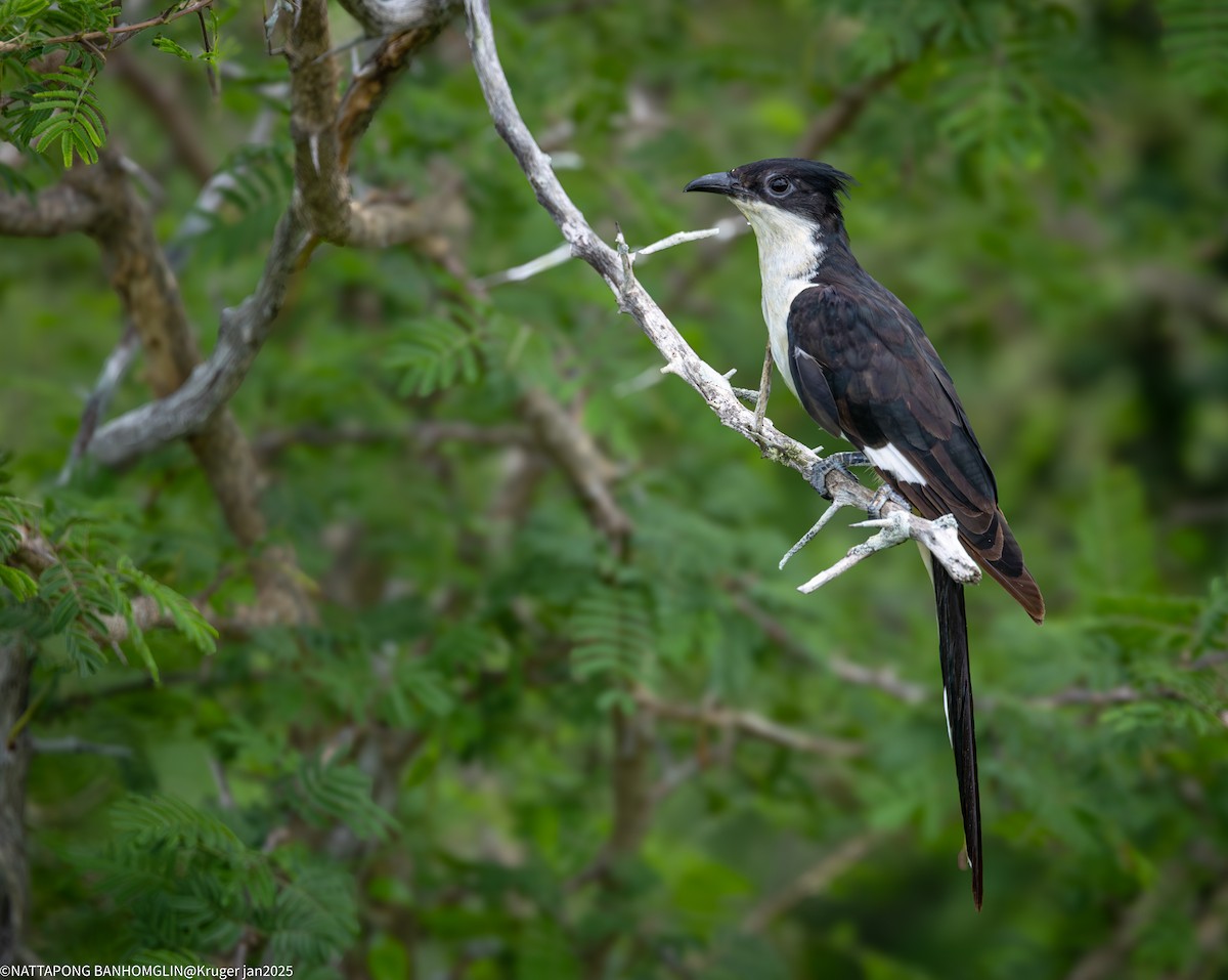 Pied Cuckoo - ML632651710