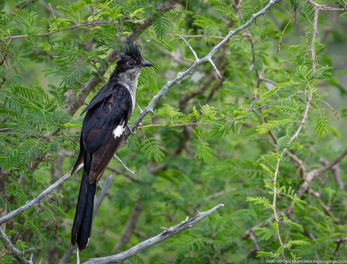 Pied Cuckoo - ML632651712