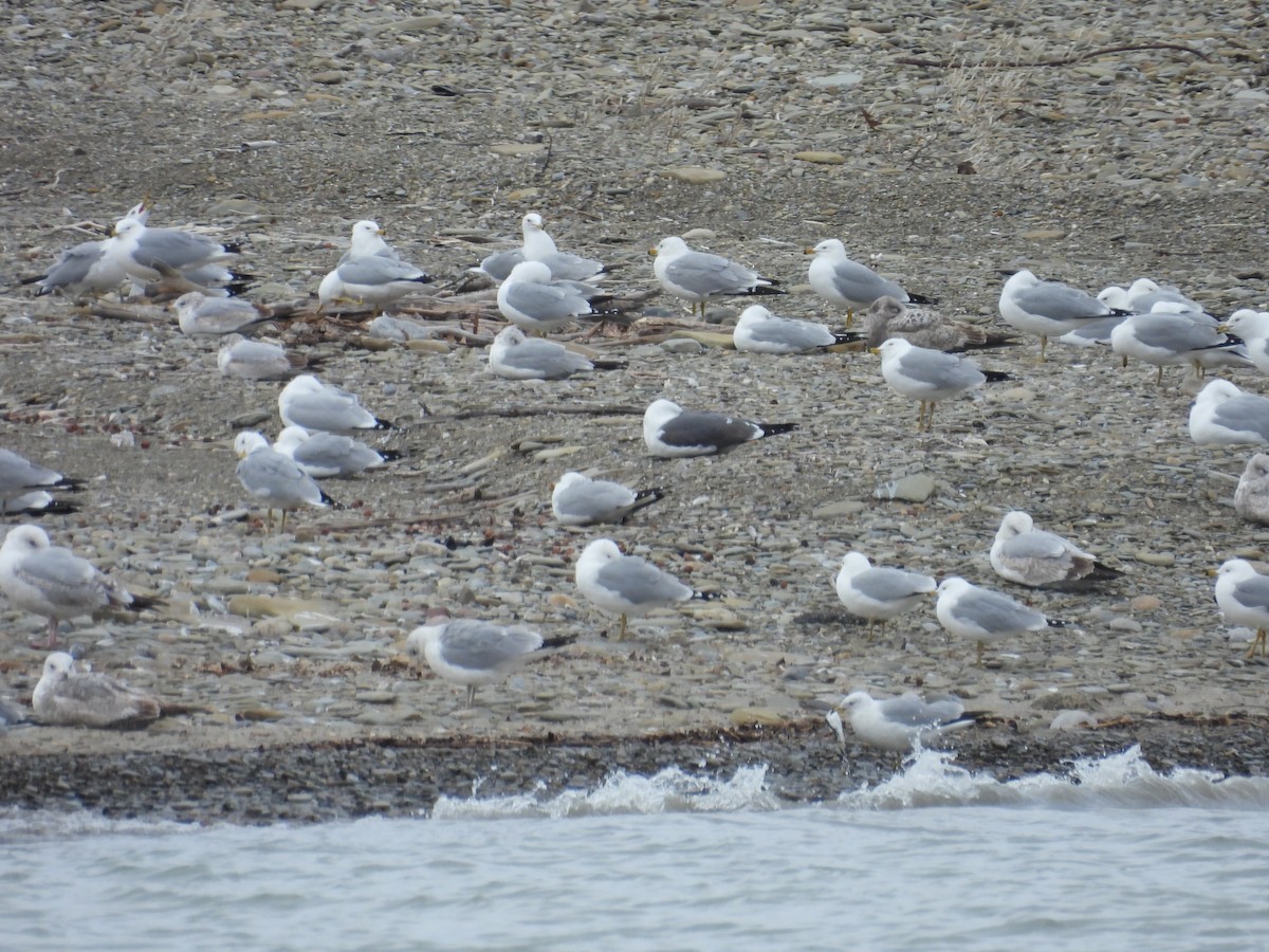 Lesser Black-backed Gull - ML632651720