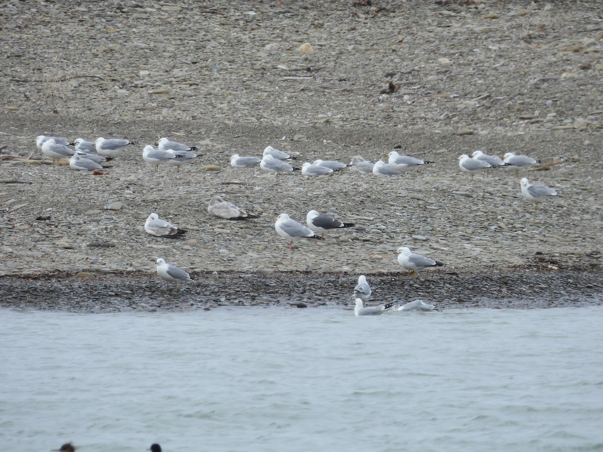 Lesser Black-backed Gull - ML632651721