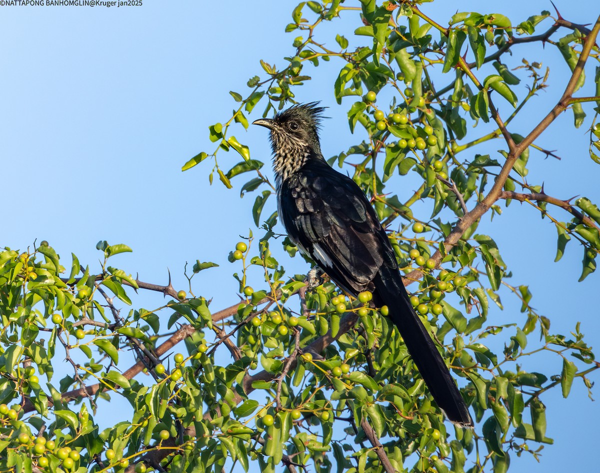 Levaillant's Cuckoo - ML632651730