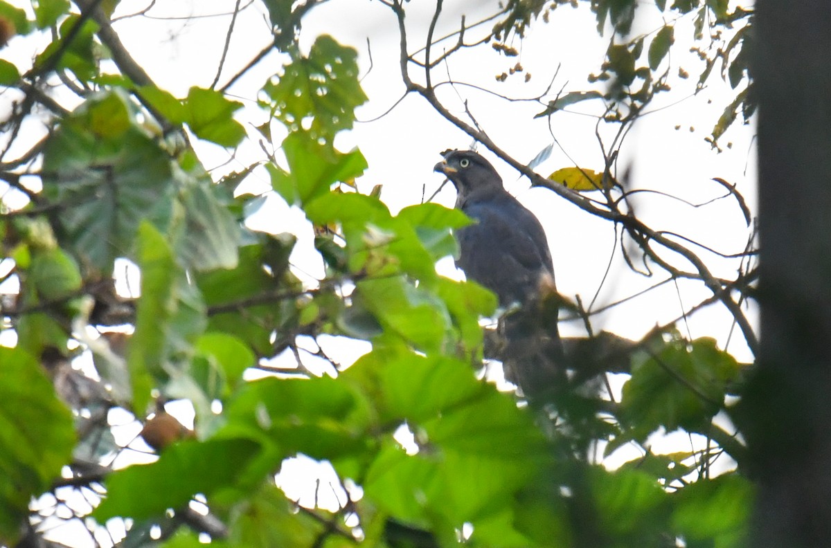 Congo Snake-Eagle - ML632652133