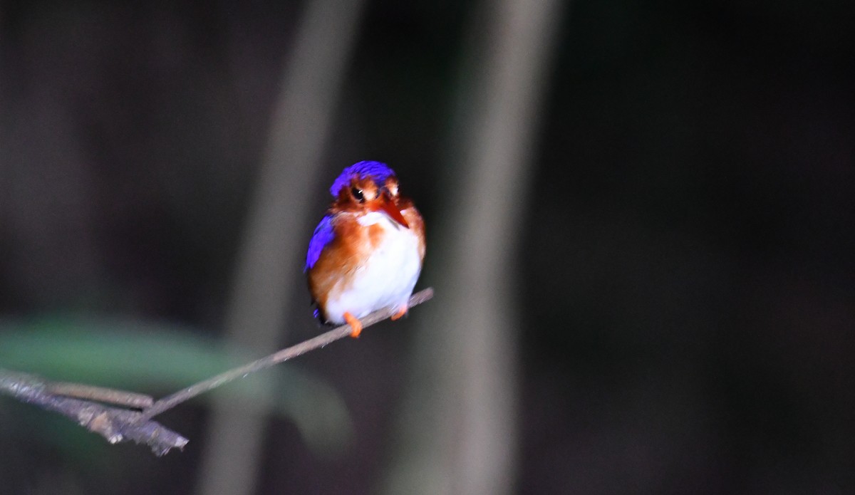 White-bellied Kingfisher - ML632652144