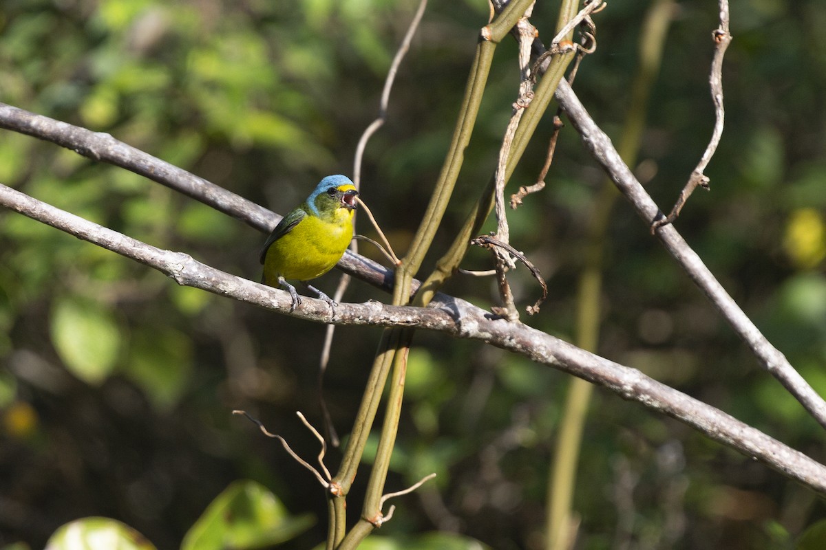 Puerto Rican Euphonia - ML632652177