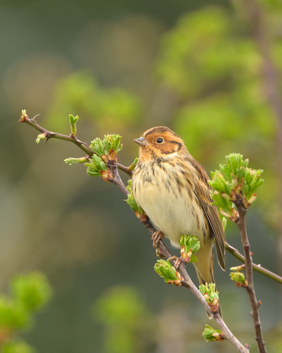 Little Bunting - ML632652335