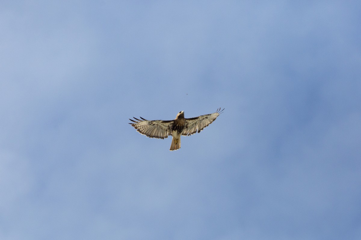 Red-tailed Hawk (jamaicensis) - ML632652365