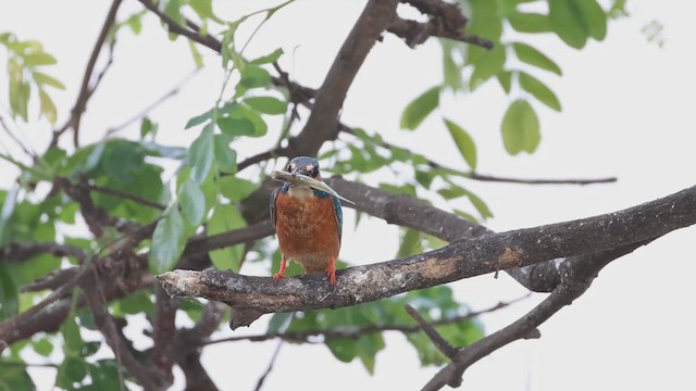 Common Kingfisher - ML632652367