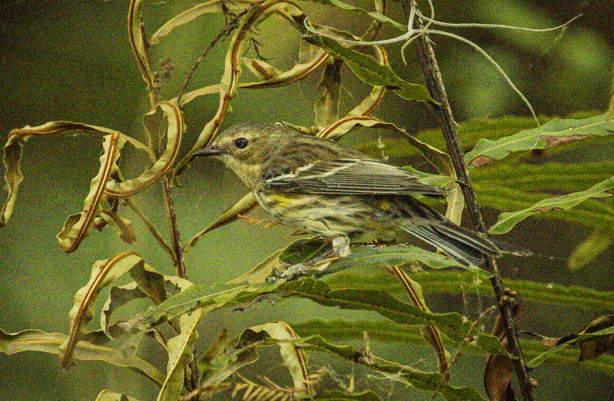 Yellow-rumped Warbler - ML632652526