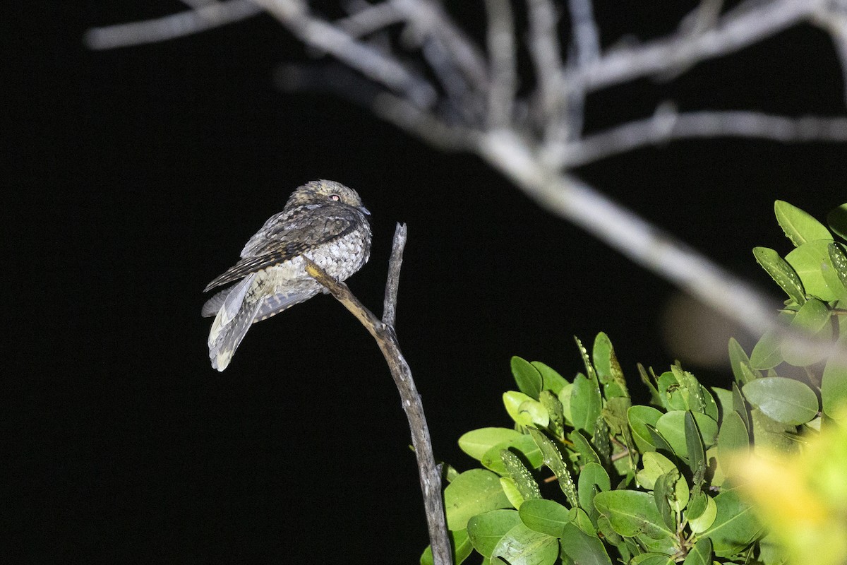 Puerto Rican Nightjar - ML632652553