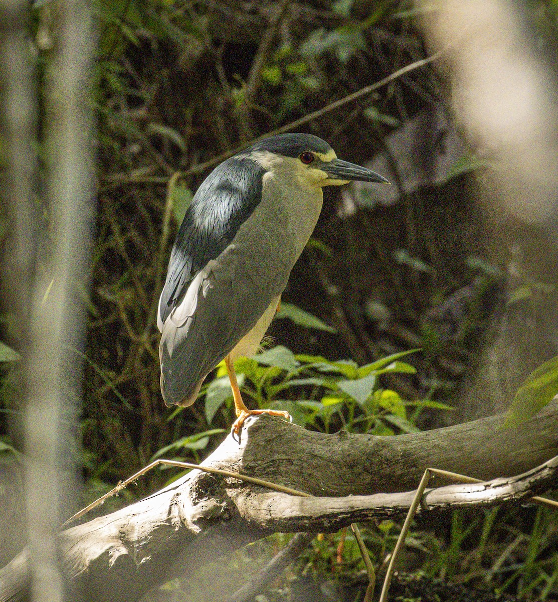 Black-crowned Night Heron - ML632652563