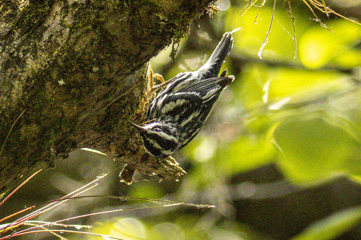 Black-and-white Warbler - ML632652579