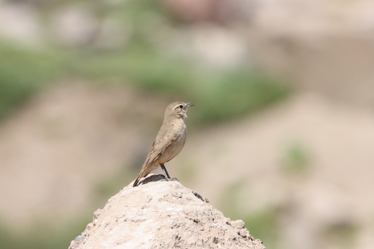 Rufous-banded Miner - ML632652586