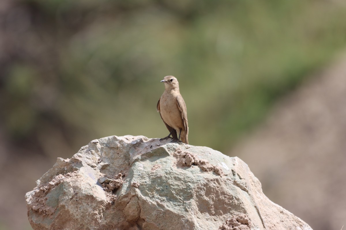 Rufous-banded Miner - ML632652588