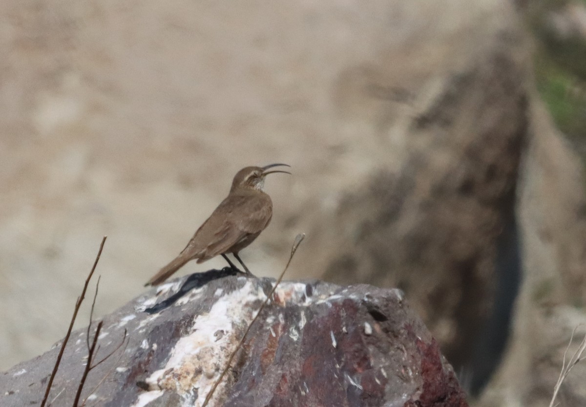 Scale-throated Earthcreeper - ML632652592