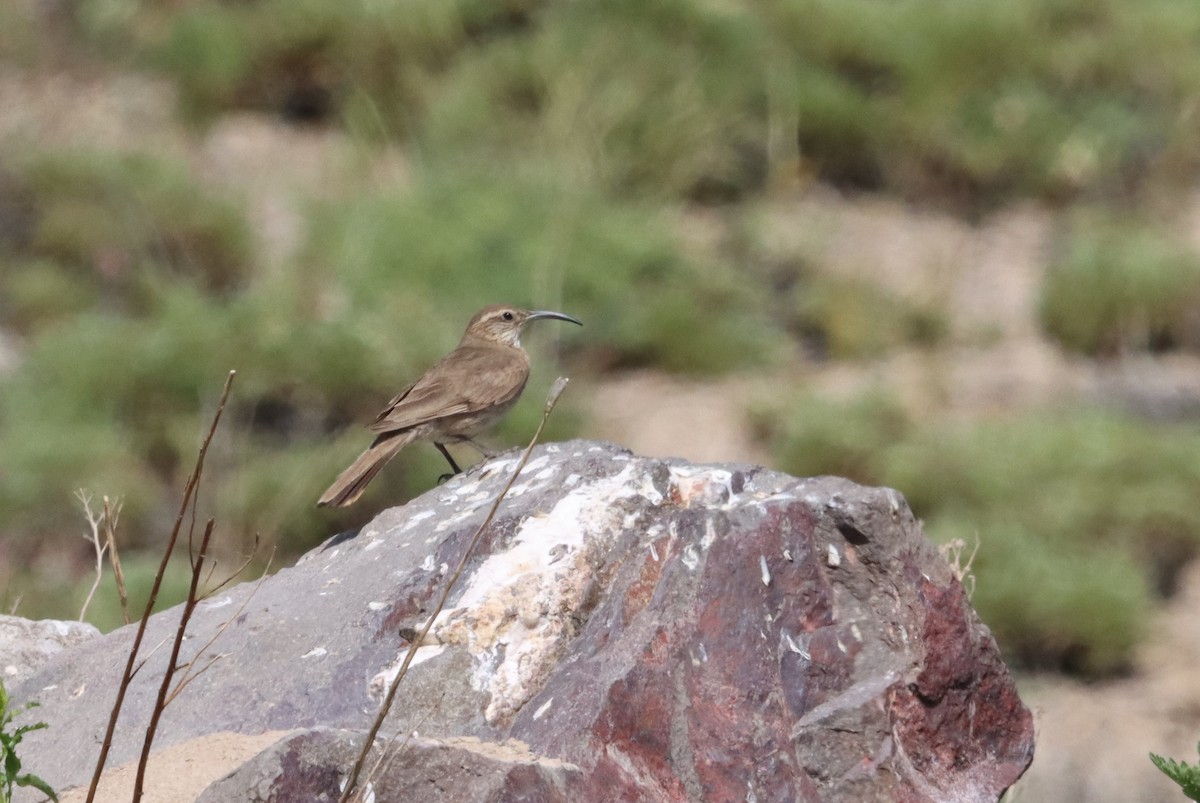 Scale-throated Earthcreeper - ML632652593