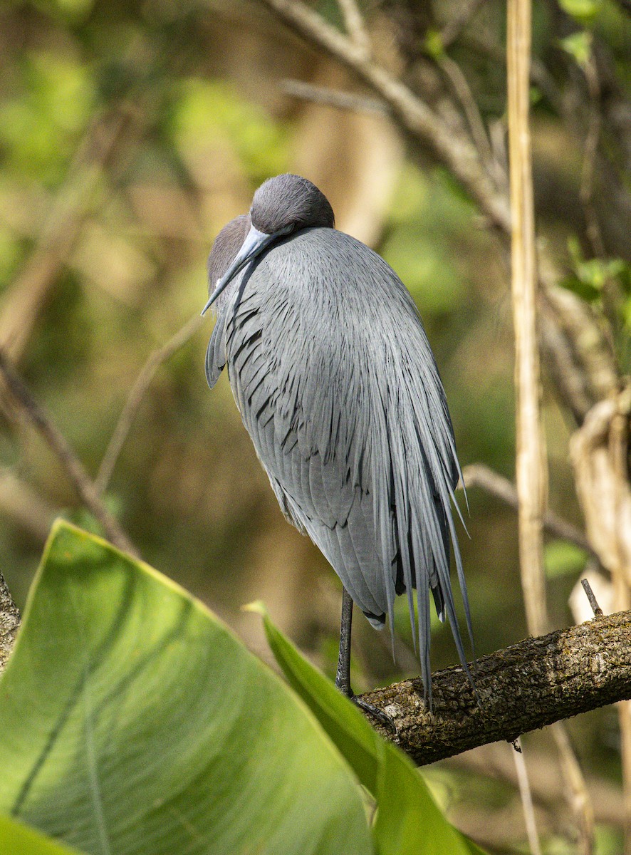 Little Blue Heron - ML632652601