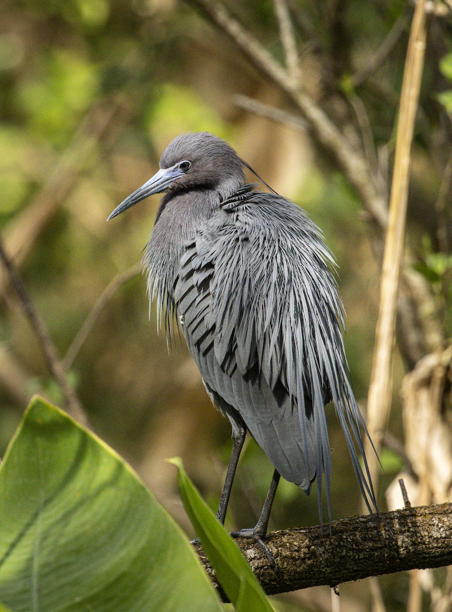 Little Blue Heron - ML632652603