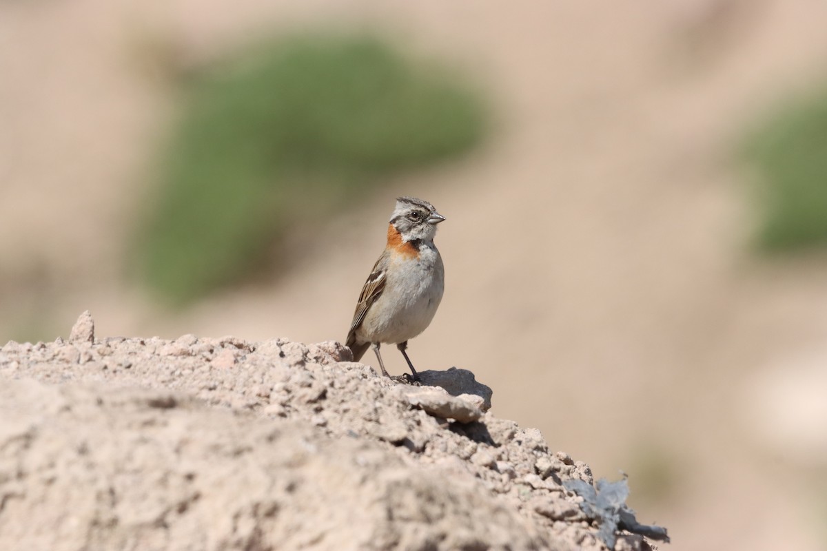 Rufous-collared Sparrow - ML632652604