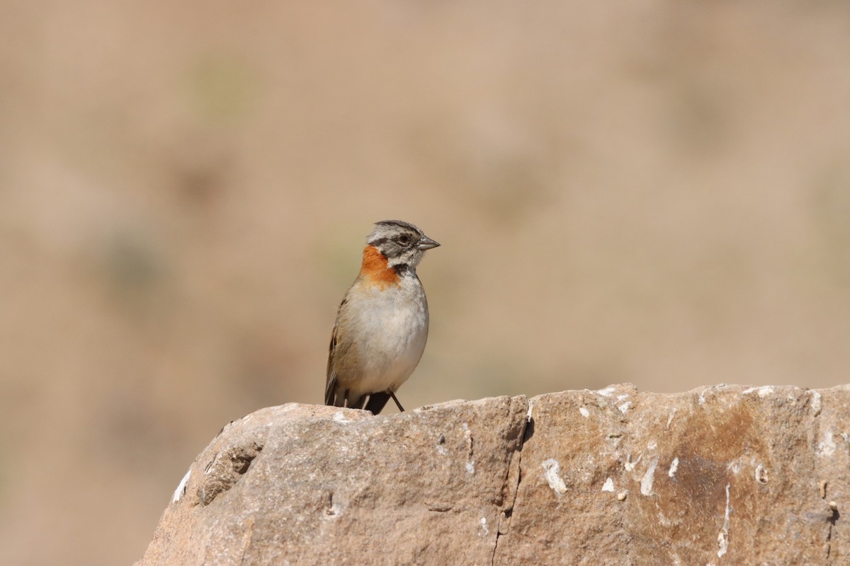 Rufous-collared Sparrow - ML632652605
