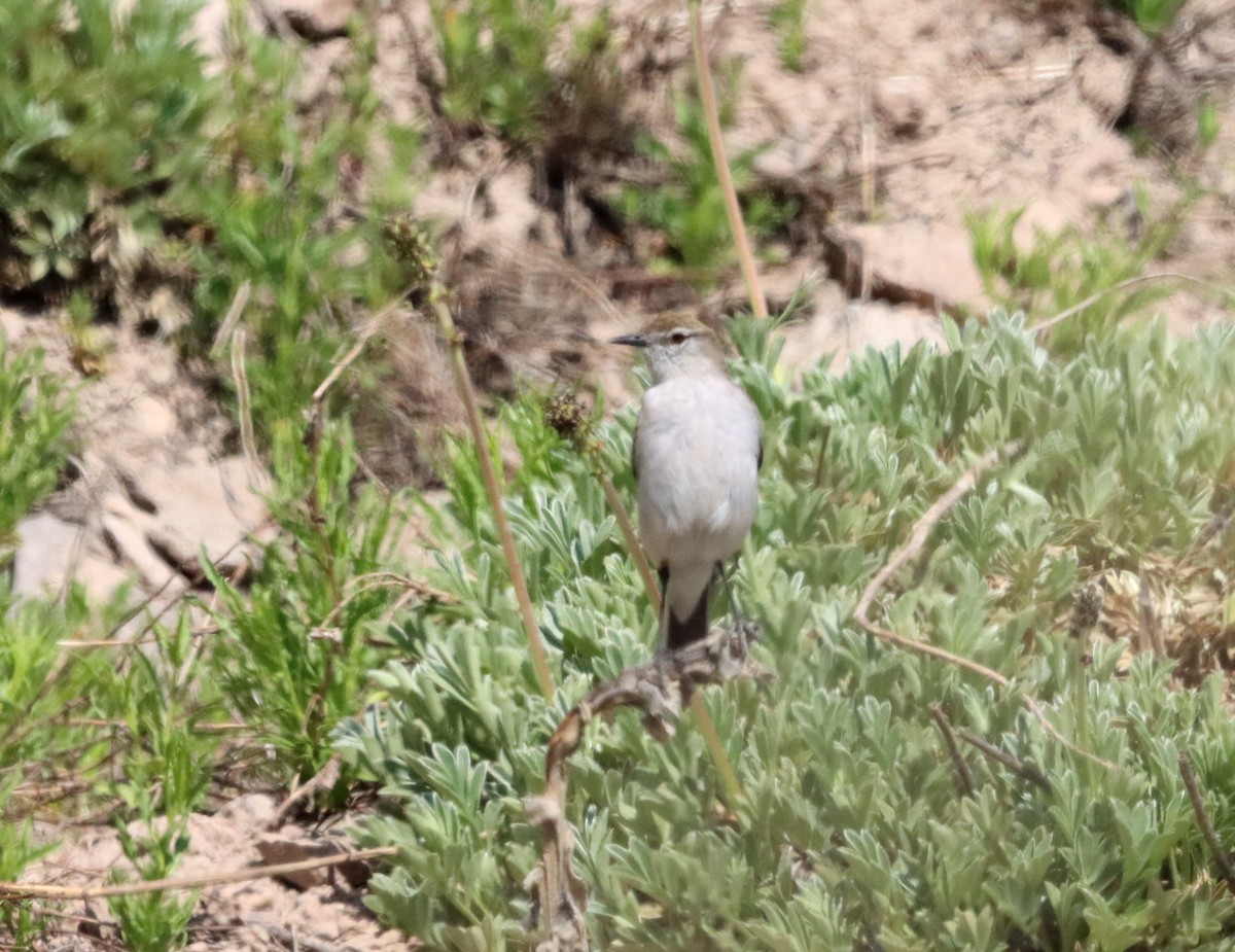 White-browed Ground-Tyrant - ML632652612