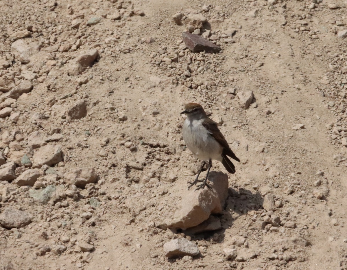 White-browed Ground-Tyrant - ML632652613