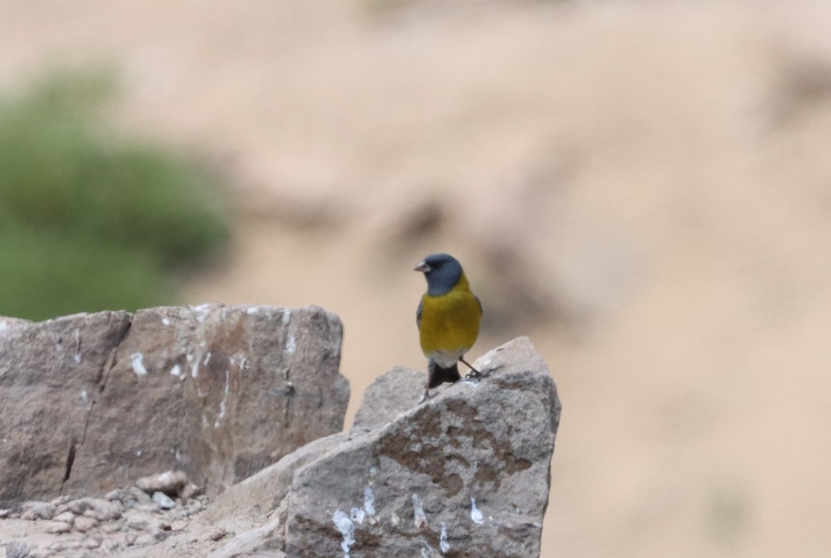 Gray-hooded Sierra Finch - ML632652624