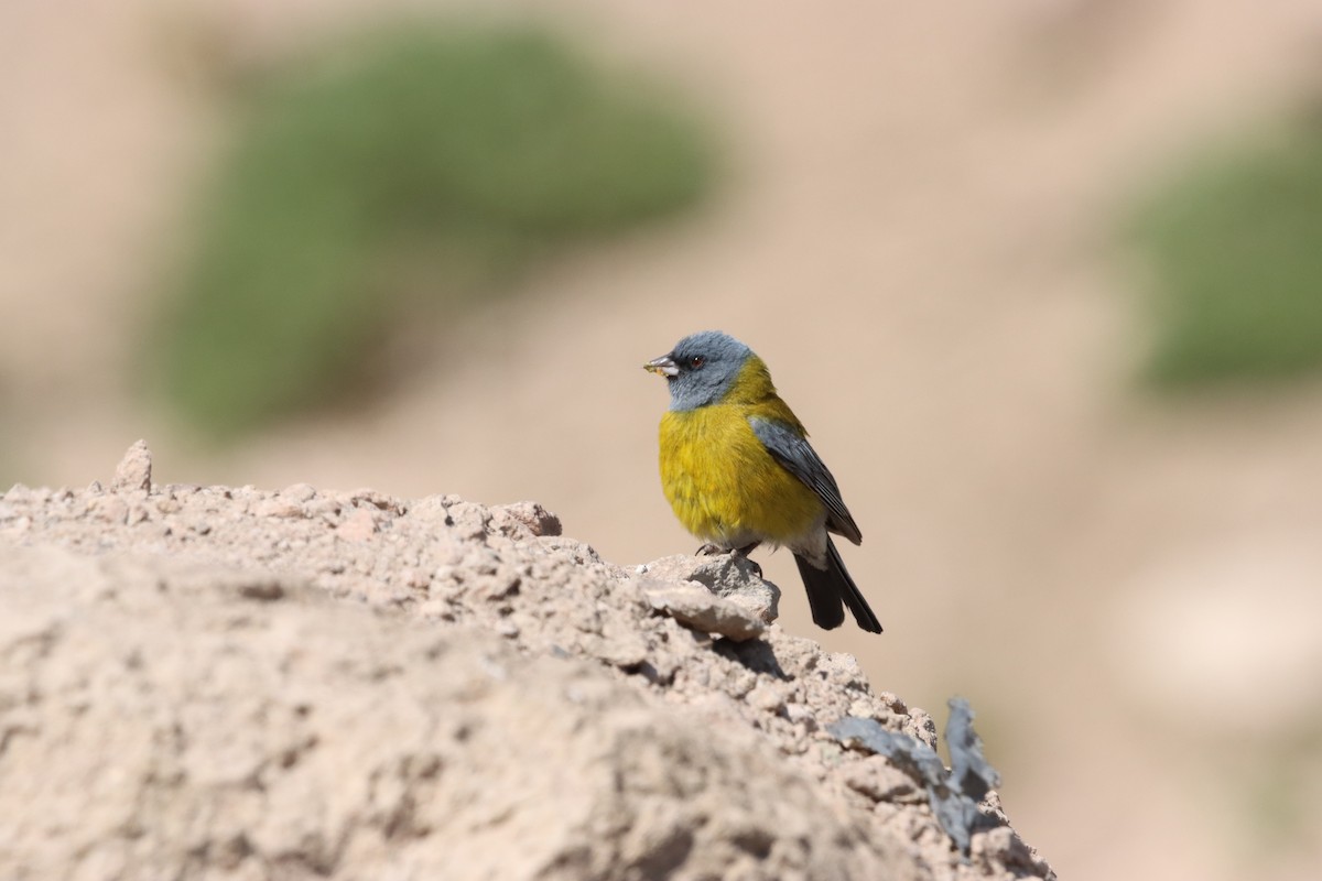 Gray-hooded Sierra Finch - ML632652625