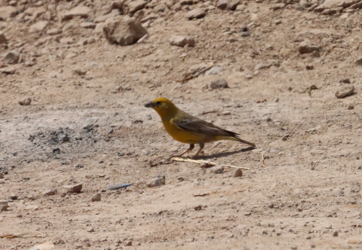 Greater Yellow-Finch - ML632652638