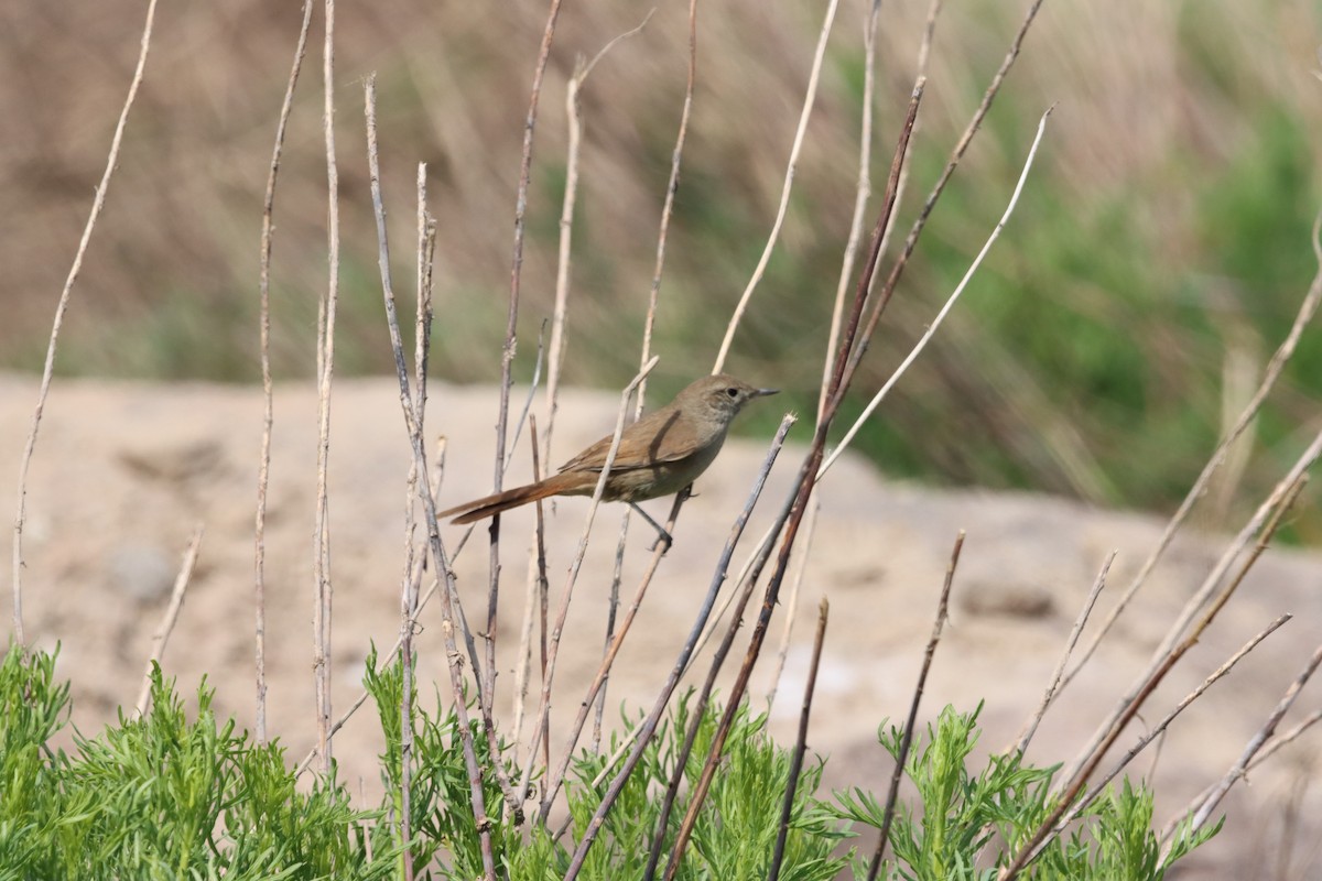 Sharp-billed Canastero - ML632652645