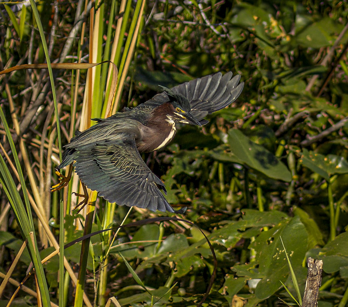 Green Heron - ML632652685