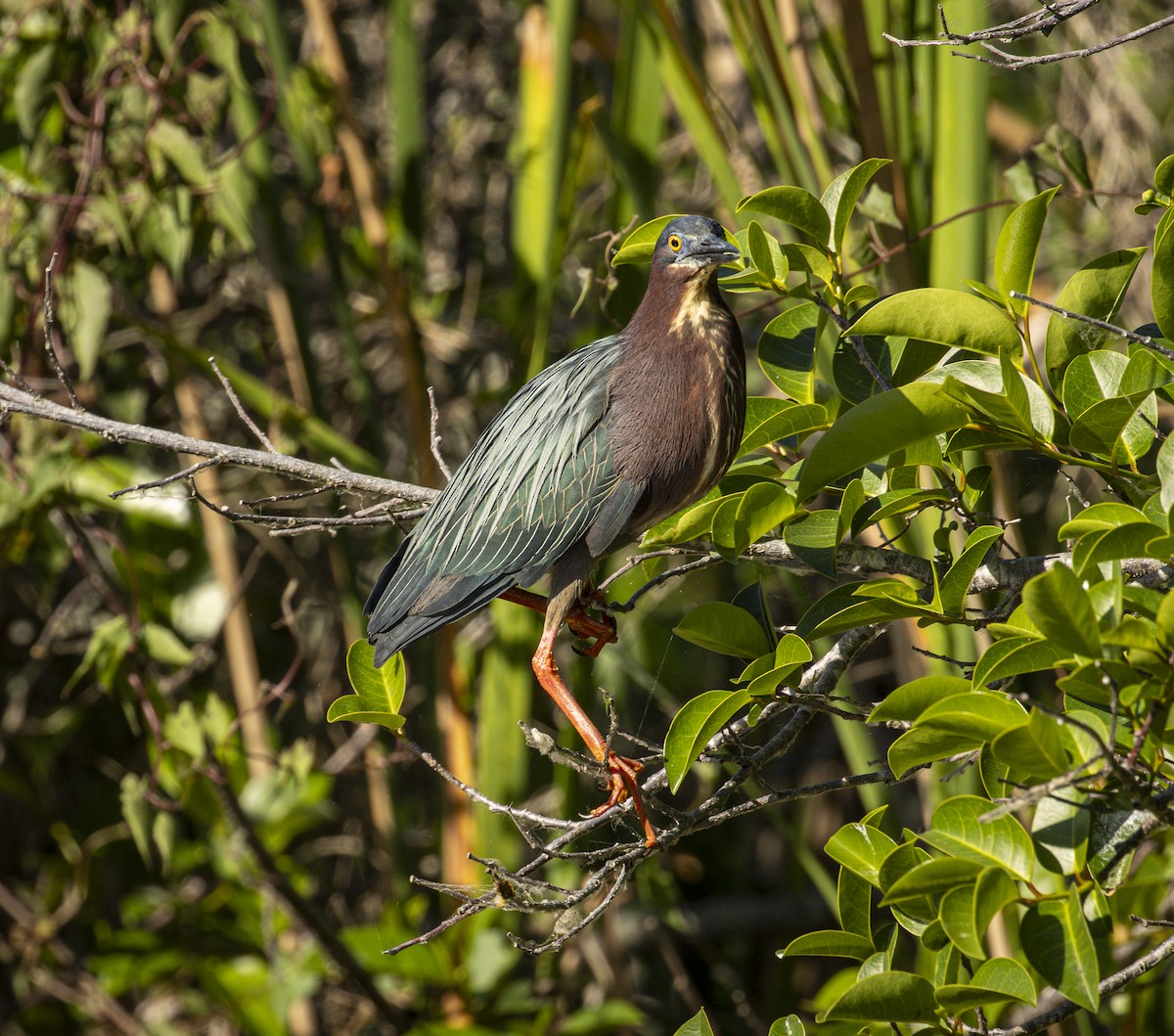 Green Heron - ML632652686