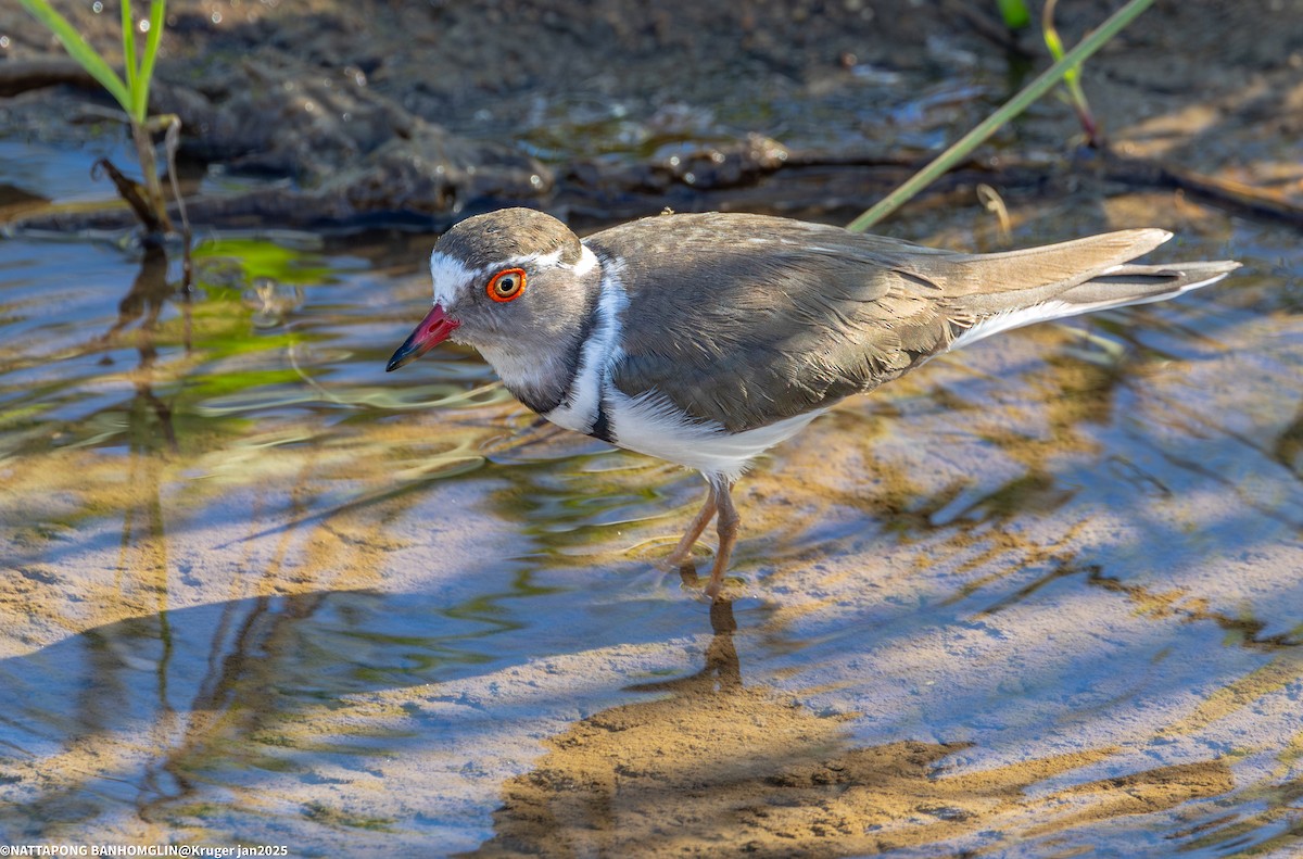 Three-banded Plover - ML632652699