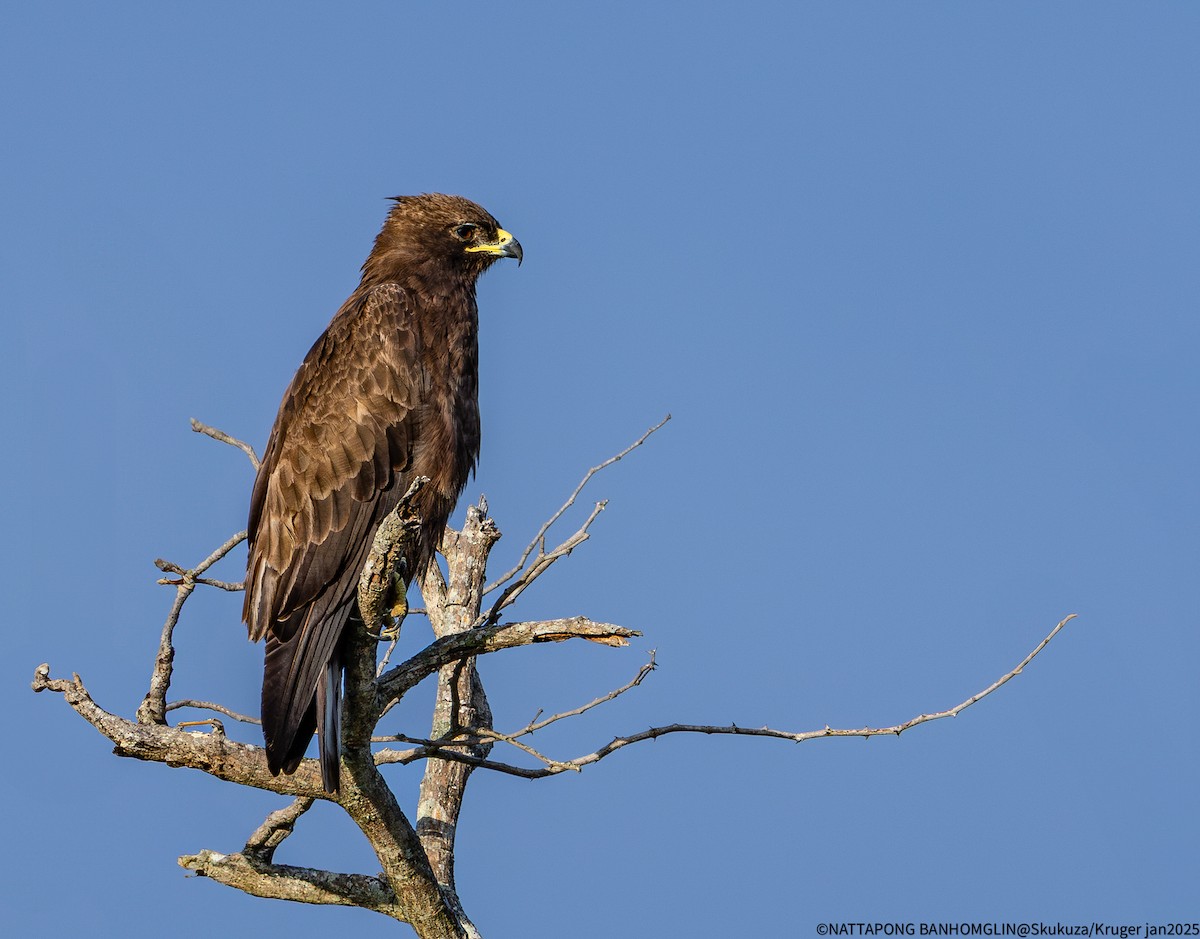 Wahlberg's Eagle - ML632652705
