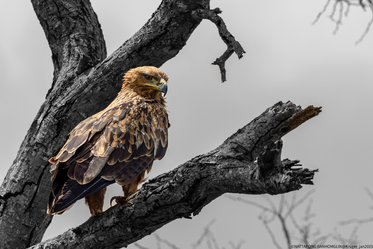 Tawny Eagle - ML632652706