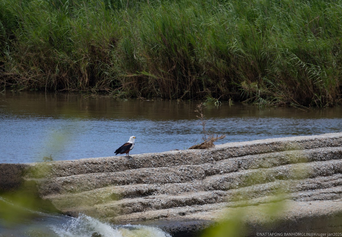 African Fish-Eagle - ML632652719