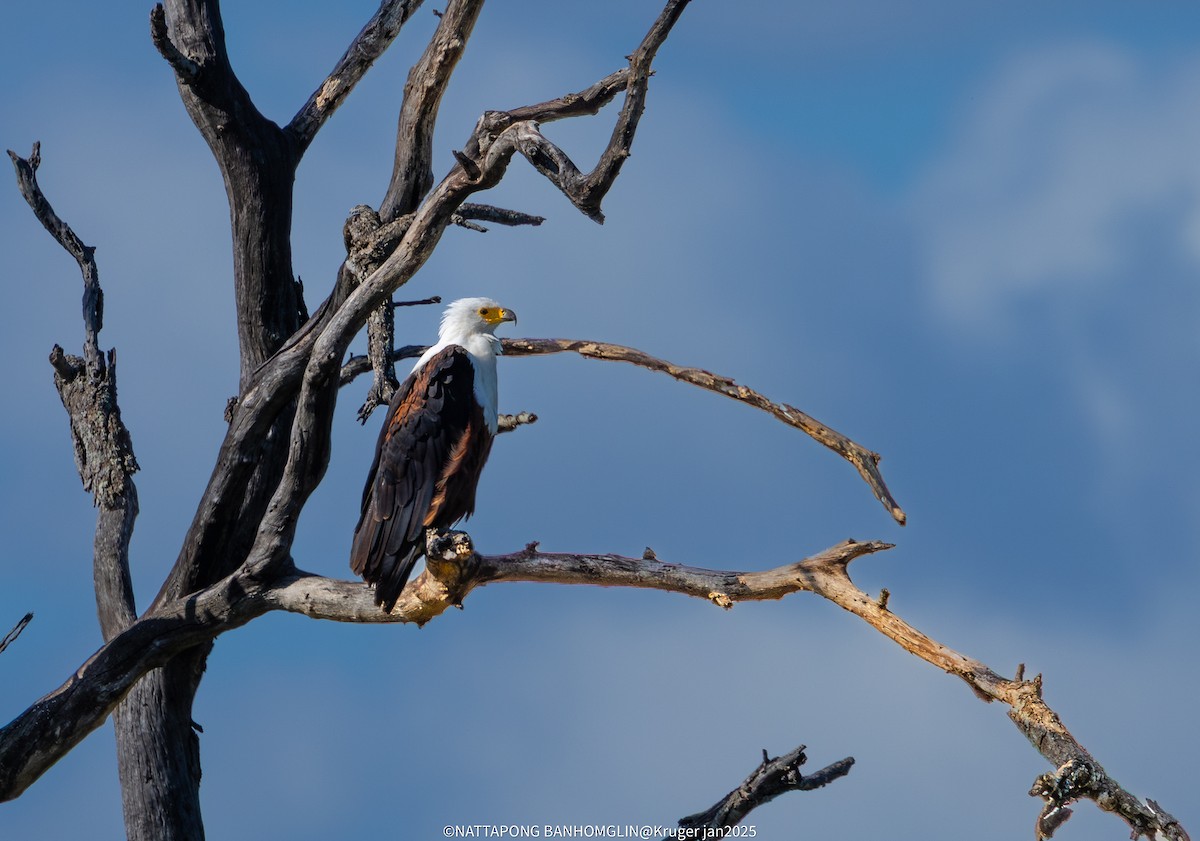 African Fish-Eagle - ML632652725