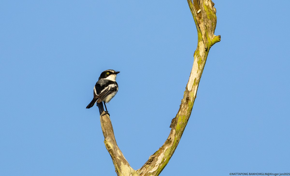 Chinspot Batis - ML632652729