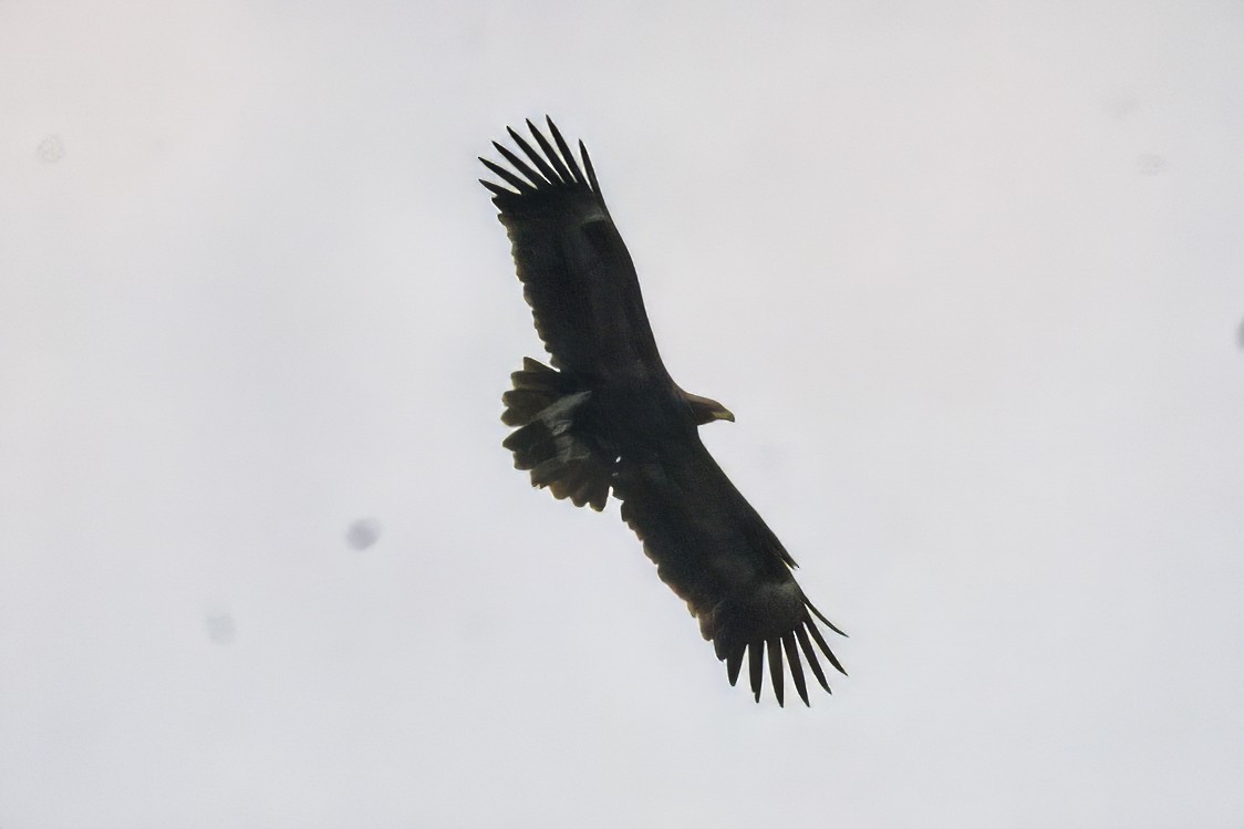 Imperial Eagle - ML632652796