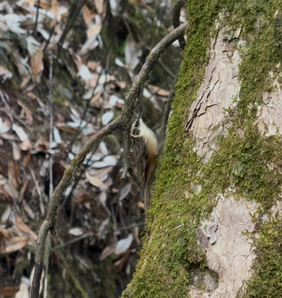 Rusty-flanked Treecreeper - ML632652826