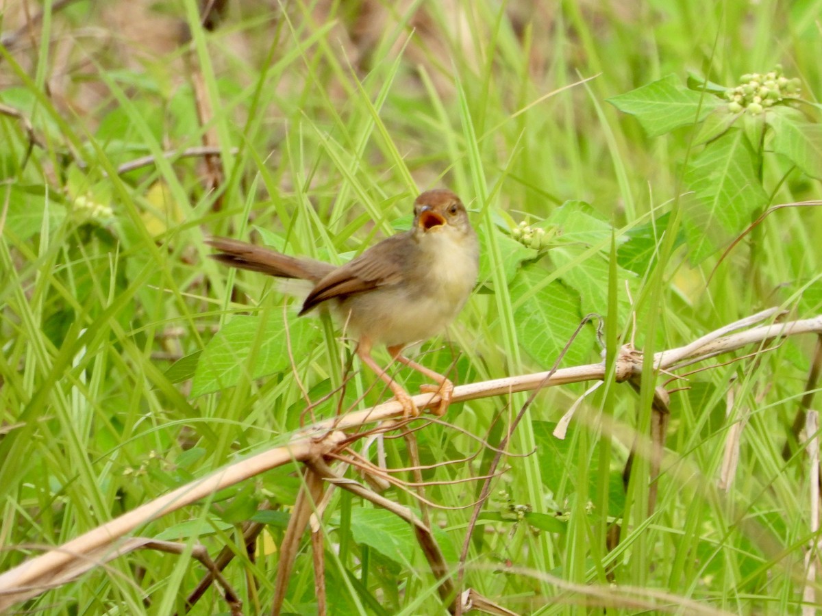 Chattering Cisticola - ML632652887