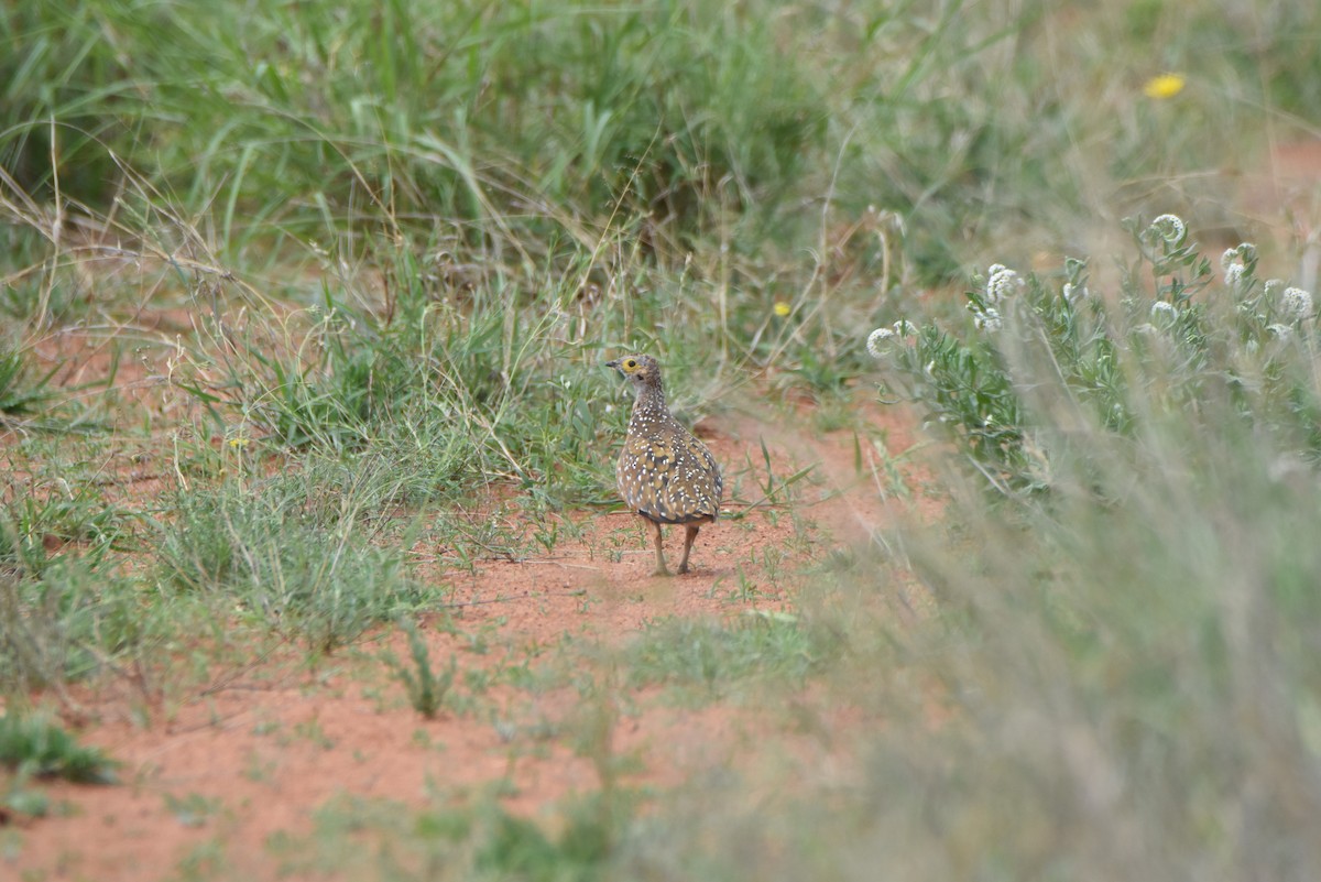 Burchell's Sandgrouse - ML632652888