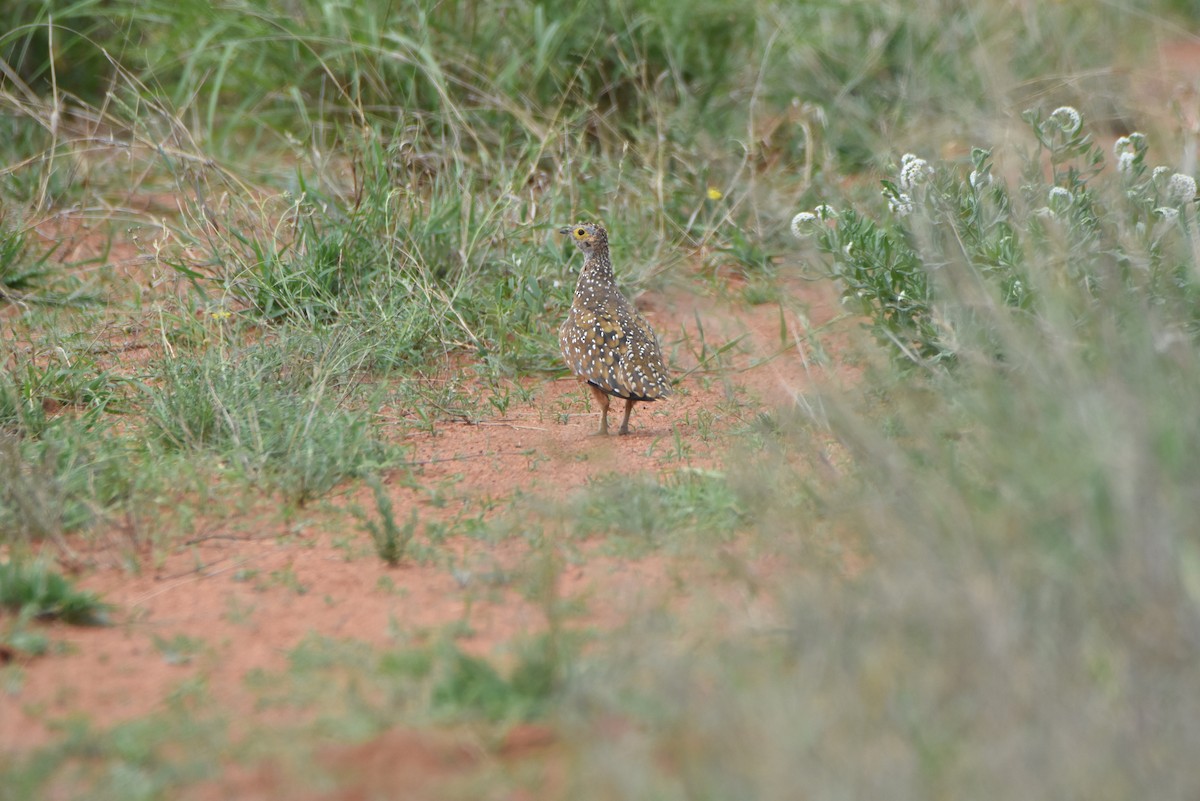 Burchell's Sandgrouse - ML632652899