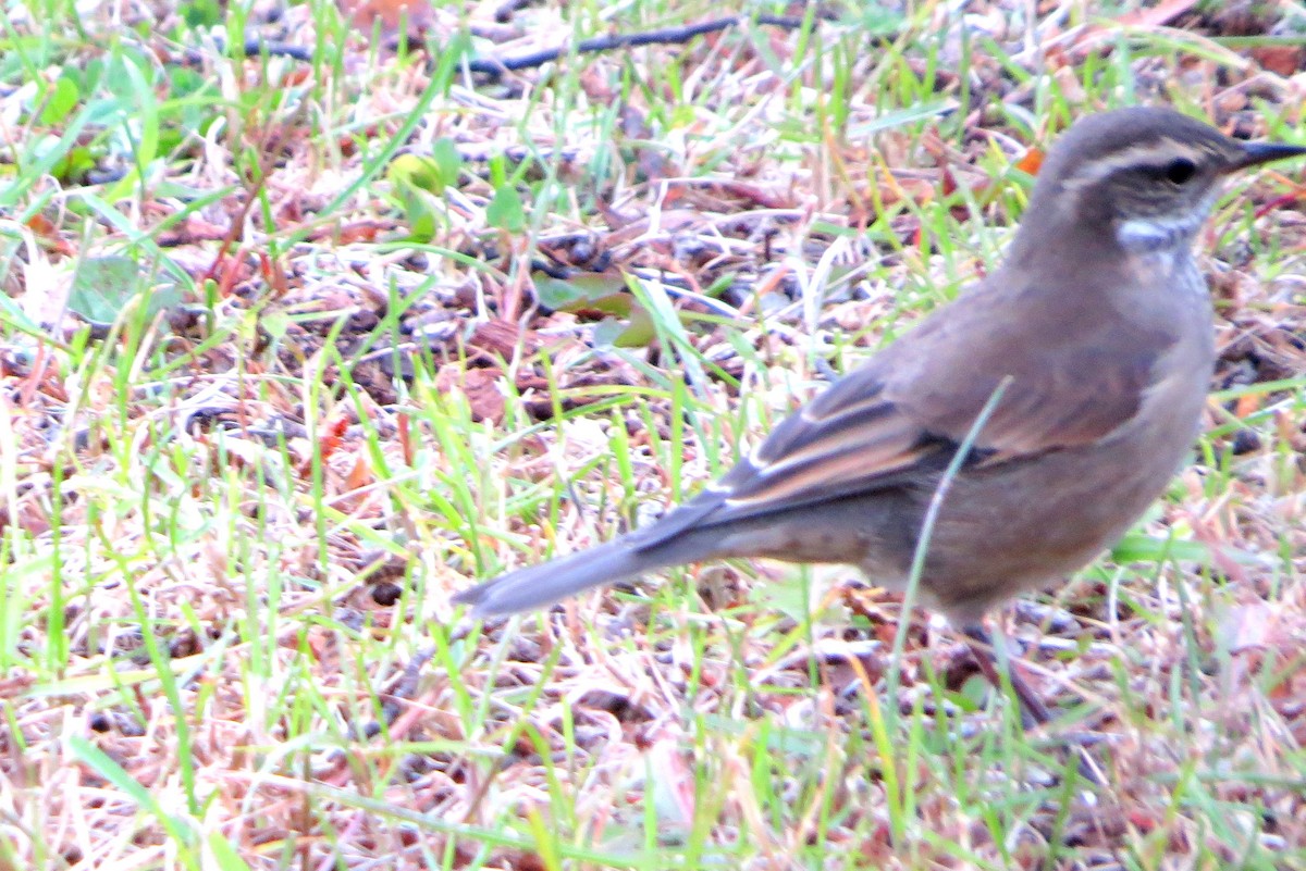 Buff-winged Cinclodes - ML632652955