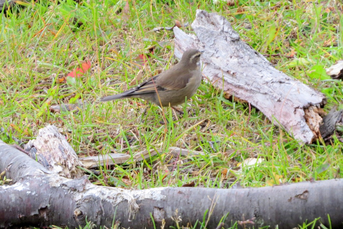 Buff-winged Cinclodes - ML632652956