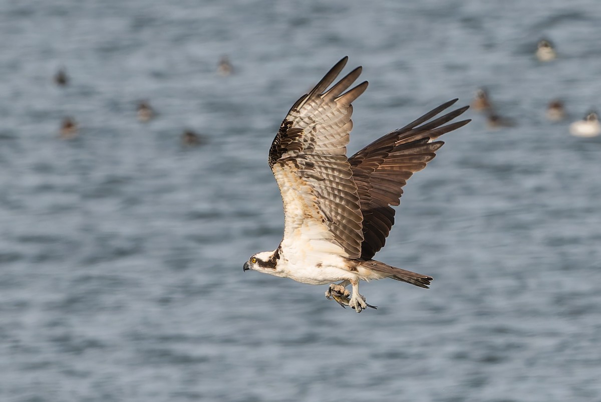 Osprey - ML632653093